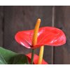 405104rdpp10 anthurium 40 rood close up 2