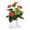 405104rdpp10 anthurium 40 rood orchid high 10 white