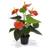 405104rdpp10 anthurium 40 rood