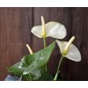 405104cr anthurium boeket 40 creme close up 2