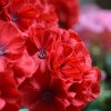 407404rd geranium boeket 40 rood close up 1