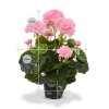 407404rspp10 geranium 40 roze maat