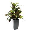Umělá rostlina Croton (50cm)