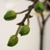 510002 mini phalaenopsis 50 wit close up 2 800x800