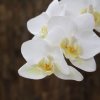 510006 phalaenopsis 80 wit close up 1 800x800