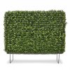 138406 buxus heg front