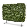 138406 buxus heg