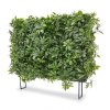 130206uv schefflera heg v2