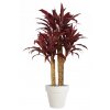 Cordyline Exotica 140 cm Red V1076001