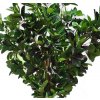 Ficus Elastica Green