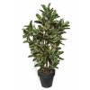 Ficus Elastica Boschetto 210 cm Variegated V1081003