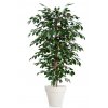 Ficus Exotica Almora 180 cm Green V1049009