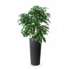 Ficus Exotica Lux 210 cm Green V1049024