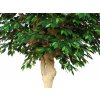Ficus Exotica Nidra 250 cm Green V1049042 detail