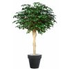 Ficus Exotica Nidra 250 cm Green V1049042