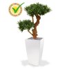 150407uv podocarpus bonsai x2 65 uv cubico 21 wit
