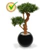 150407uv podocarpus bonsai x2 65 uv darwin 35 shiny black