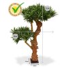 150407uv podocarpus bonsai x2 65 uv maat