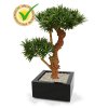 150407uv podocarpus bonsai x2 65 uv montana 33 shiny black