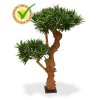 150407uv podocarpus bonsai x2 65 uv 1