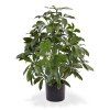 Umělá rostlina Schefflera (50cm) - UV