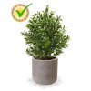 138103pp10uv buxus 25 keramiek pot