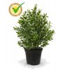 138103pp10uv buxus 25