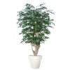 Myrsifolia Malabar 180 cm Green V1068011