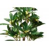 Plumeria Florida 240 cm Green Cream V1082002b