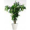 Pothos Tropical Tree 350 cm V5498005