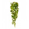 Pothos 90cm