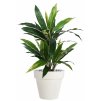 Cordyline Bush 90 cm Green Yellow V5545GYE