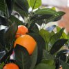 193006 sinaasappel bonsai 65 op voet close up 1
