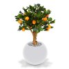 193006 sinaasappel bonsai 65 op voet darwin 35 shiny white