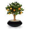 193006 sinaasappel bonsai 65 op voet south australia 40 shiny black