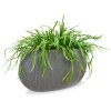 405803 rhipsalis lepismium 30 in salamanca 22 stripe grey