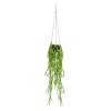 2x203707 rhipsalis paradoxa 75