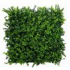 Buxus Japonicus Kunsthaag2 1