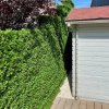 Buxus Muisdoorn 3