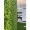 Buxus Muisdoorn