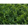 Fern Mix 2 c