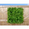 Schefflera schutting plantenwand