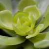 402302 echeveria setosa boeket close up 2