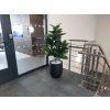 Umělý strom Ficus Elastica Robusta (120cm)