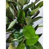Ficus Elastica list