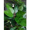 Ficus Elastica list a