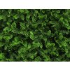 Asplenium viride dark green Kunsthaag detail1