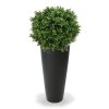 138205 buxus ball 50 tondo alto 34 antraciet