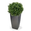 138205 buxus ball 50 cubico 30 antraciet