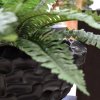 Umělá rostlina Kapradí Boston DeLuxe (40cm)